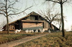 Frauenfeld Obholz lndliches Idyll 1962 Privataufnahme