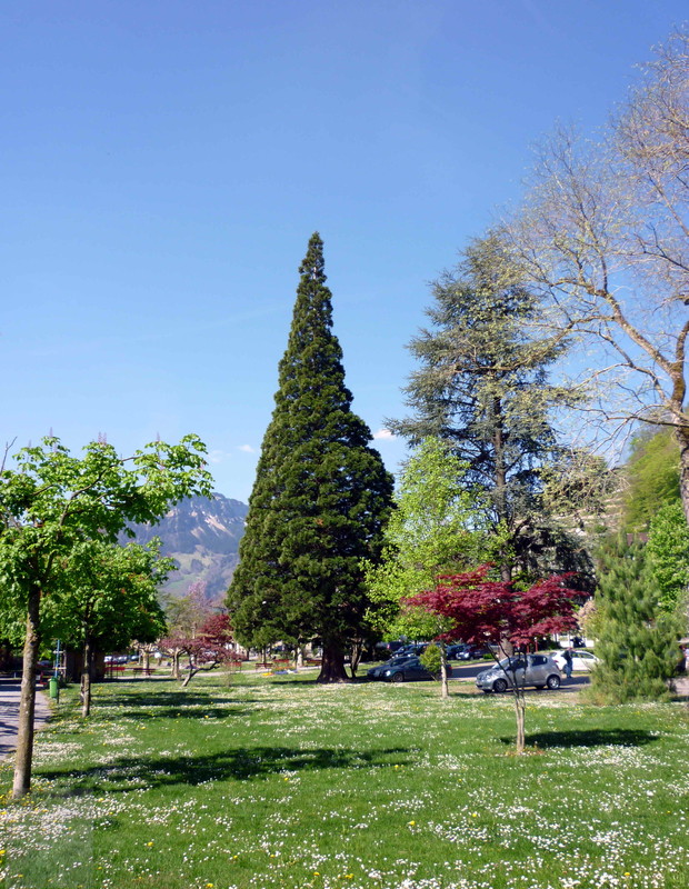 Frhling im Park