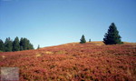 Herbst im Schwarzwald