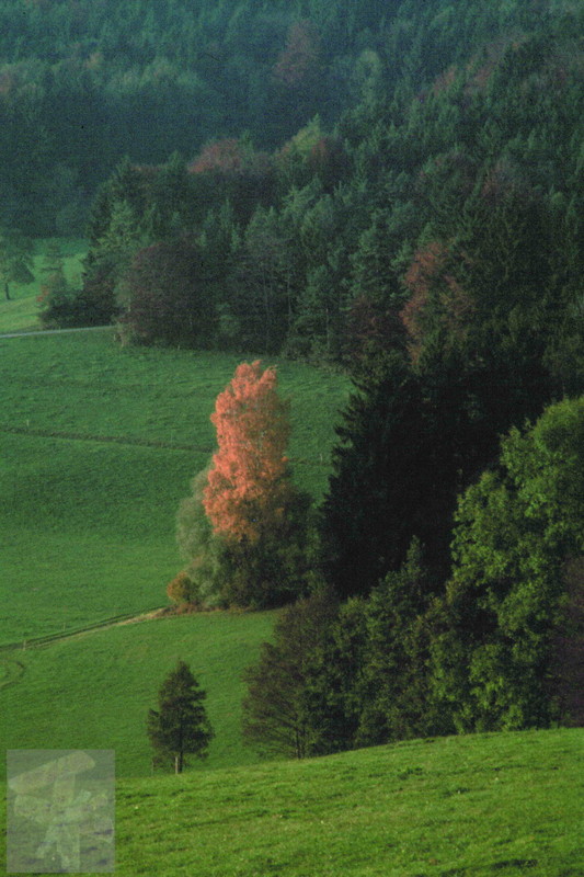 Leuchtende Birke