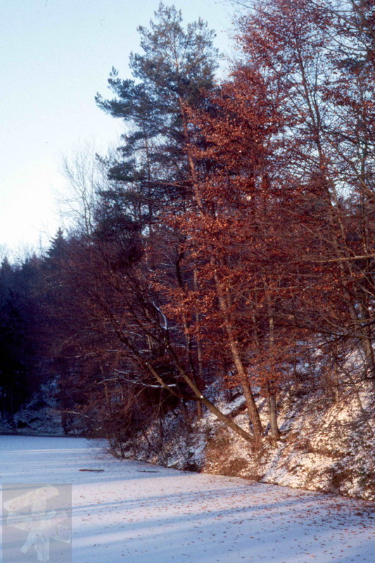 Winter am Weiher