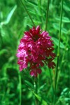 Anacamptis pyramidalis 01