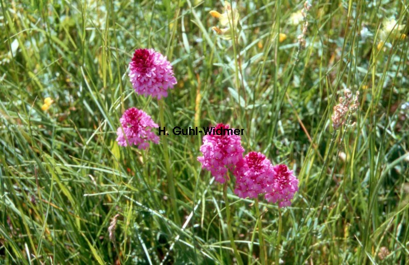 Anacamptis pyramidalis 02