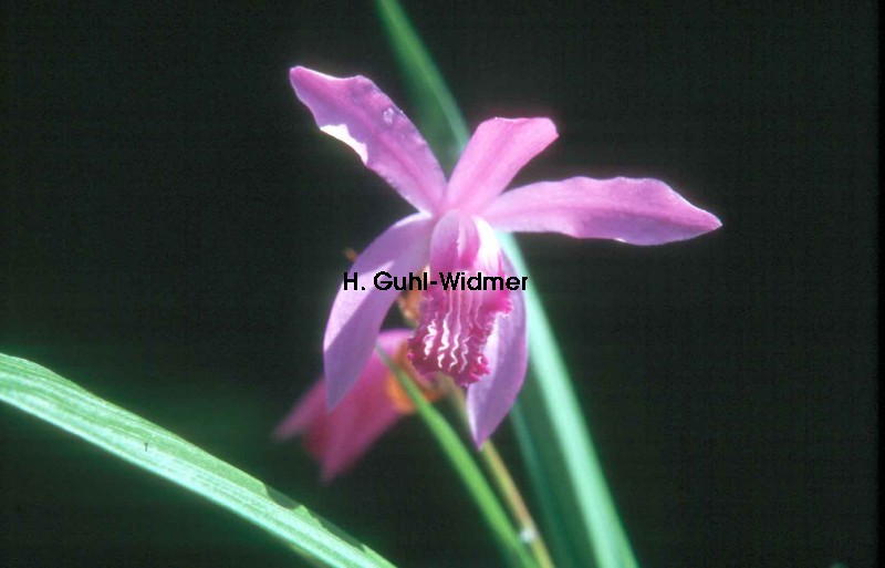 Bletilla striata