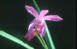 Bletilla striata