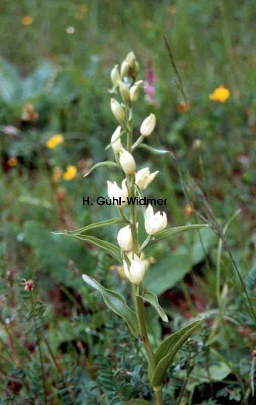 Cephalanthera damasonium