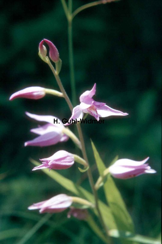 Cephalanthera rubra 01