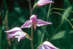 Cephalanthera rubra 02