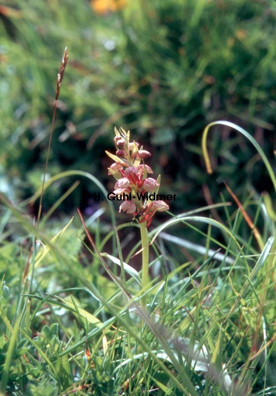 Coeloglossum viride