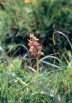 Coeloglossum viride