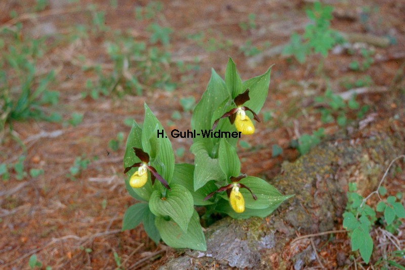 Cypripedium calceolus 01