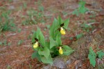 Cypripedium calceolus 01