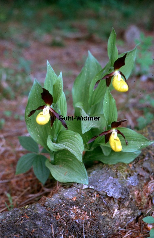 Cypripedium calceolus 02