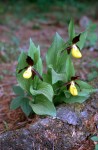 Cypripedium calceolus 02