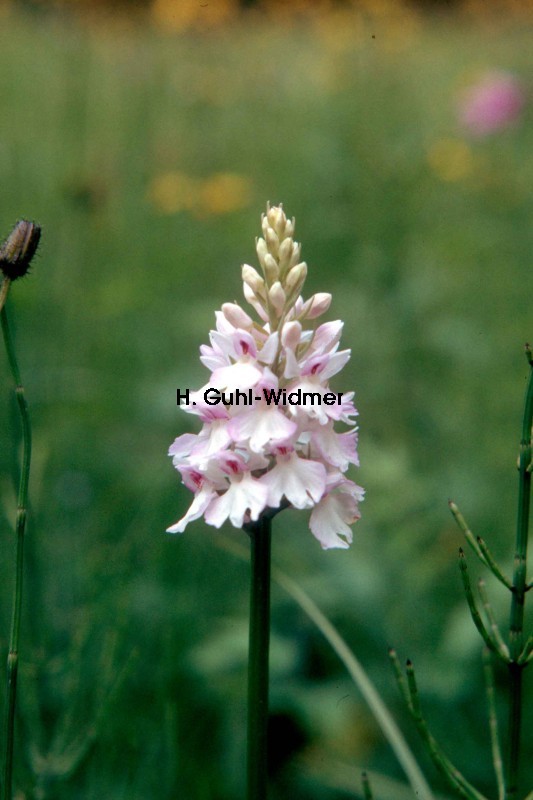 Dactylorhiza fuchsii