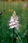 Dactylorhiza fuchsii