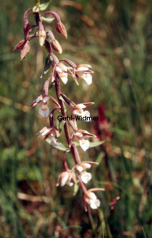 Epipactis palustris