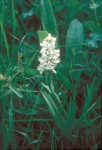 Gymnadenia conopsea Albino