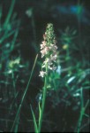 Gymnadenia odoratissima 02