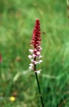 Gymnadenia odoratissima 03