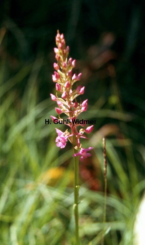 Gymnadenia odoratissima 04