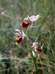 Ophrys holosericea 01