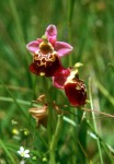 Ophrys holosericea 02