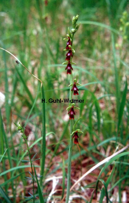 Ophrys insectifera