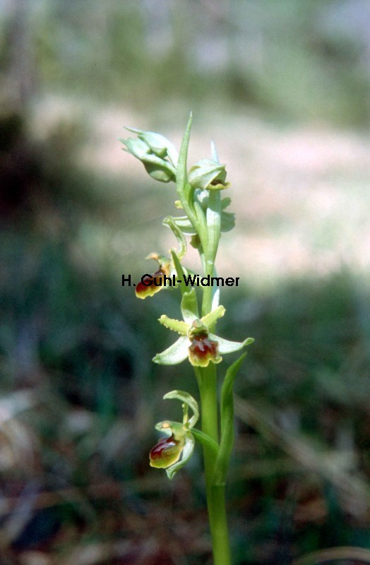 Ophrys sphegodes