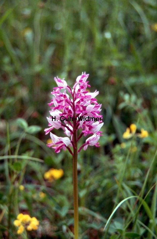 Orchis militaris