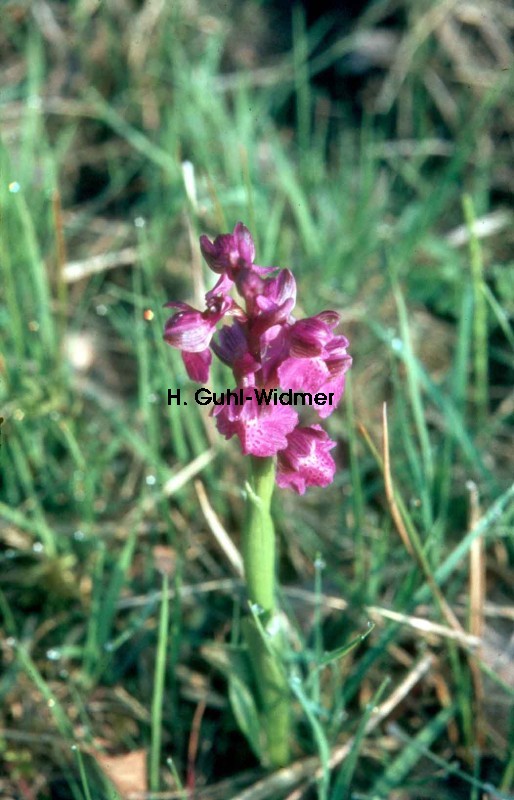 Orchis morio