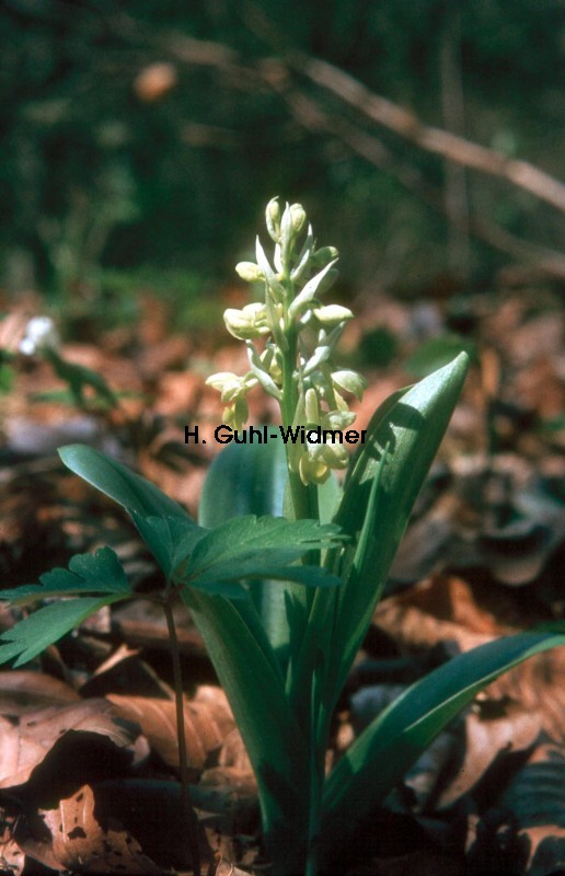 Orchis pallens