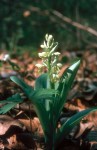 Orchis pallens
