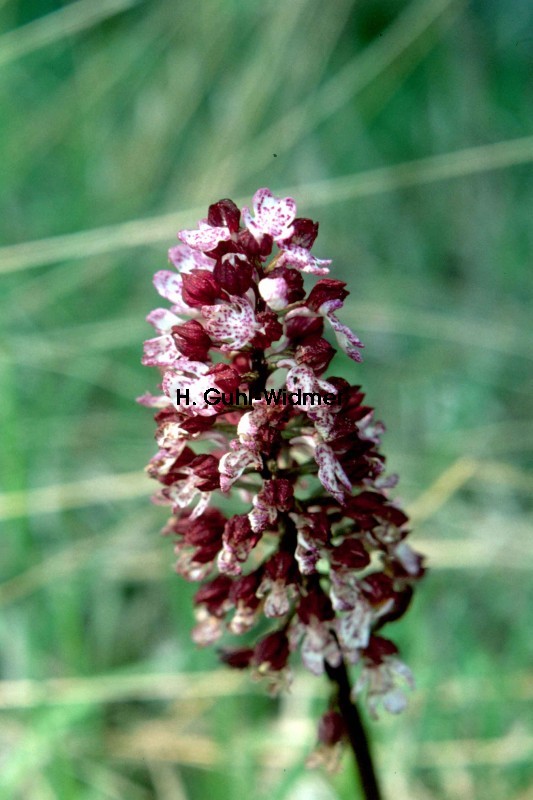 Orchis purpurea