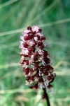 Orchis purpurea