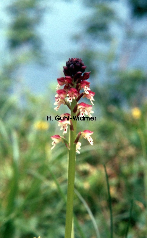 Orchis ustulata