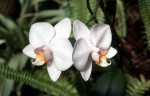 Phalaenopsis