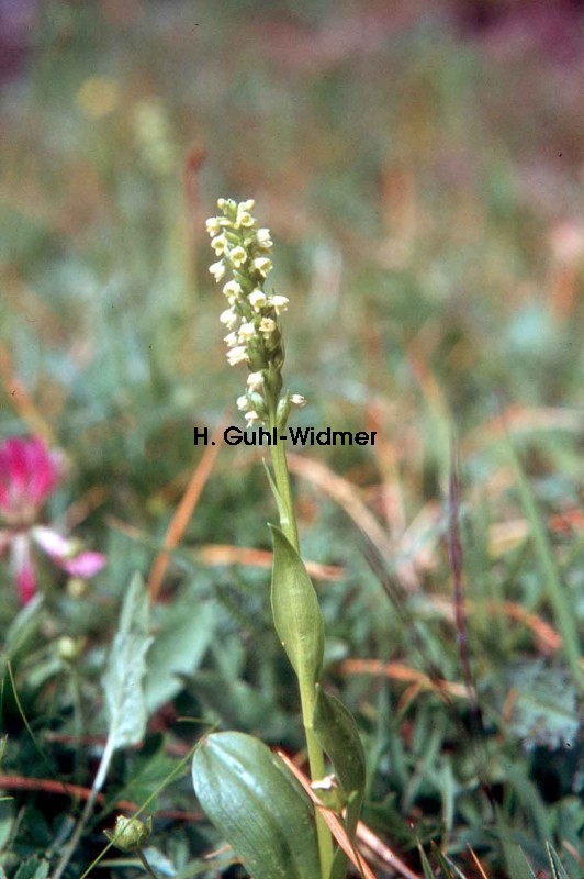 Pseudorchis albida