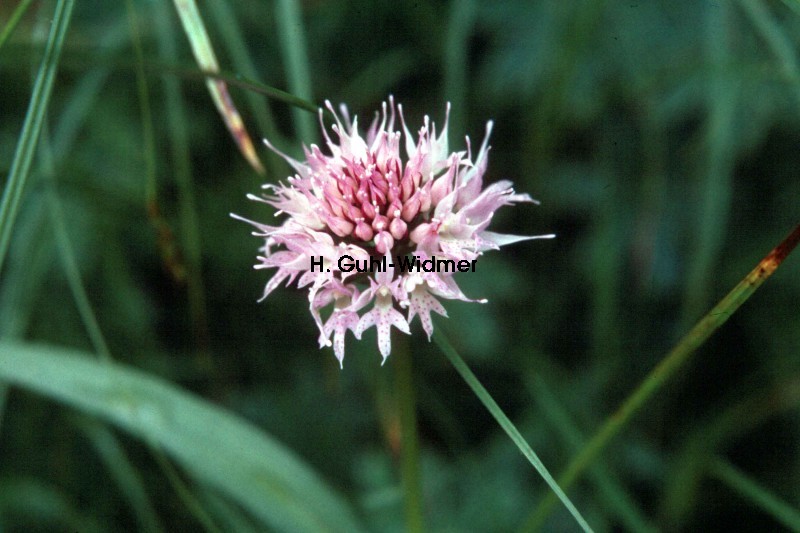 Traunsteinera globosa 01