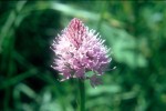 Traunsteinera globosa 02