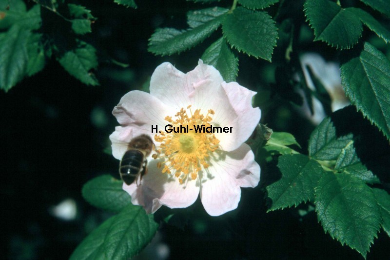 Rosa canina