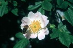 Rosa canina