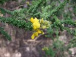 Adenocarpus foliolosus, Tenerife, 15.03.08