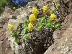 Aeonium holochrysum, Tenerife, 18.03.08
