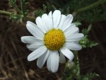 Argyranthemum adauctum, Tenerife, 18.03.08