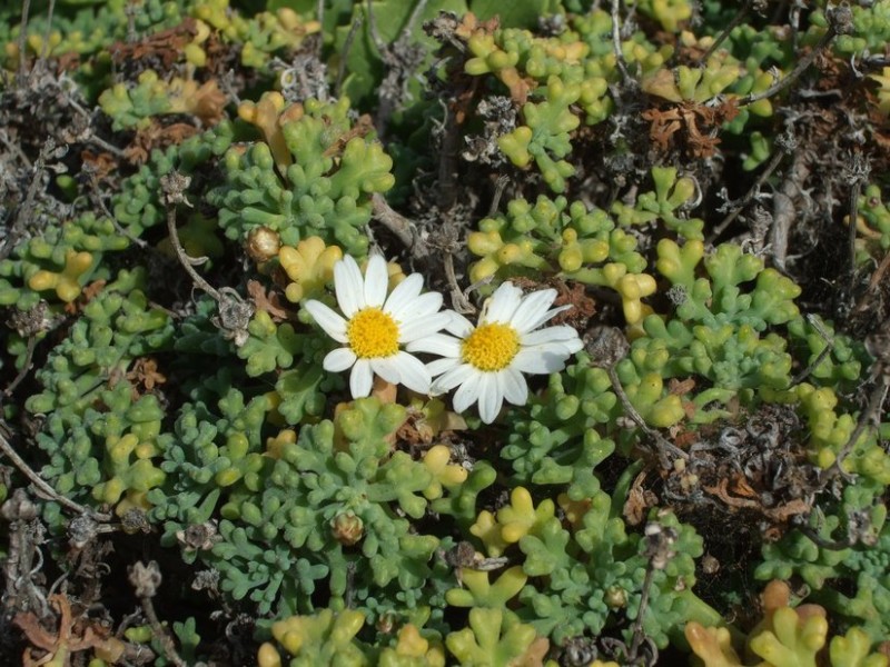 Argyranthemum frutescens ssp. succulentum, Tenerife, 14.03.08