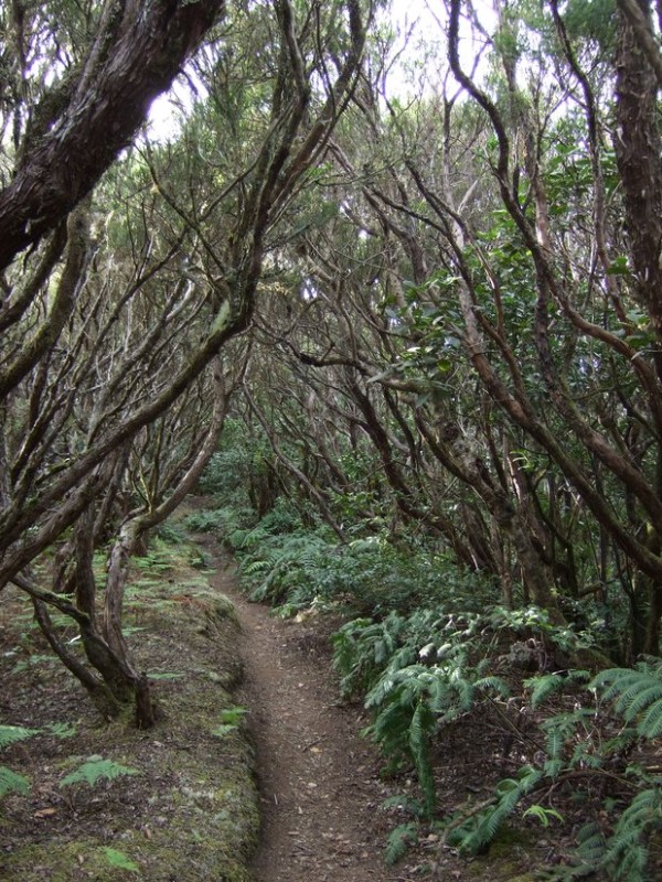 Wald aus Erica arborea, Tenerife, 16.03.08