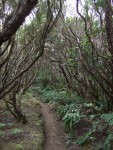 Wald aus Erica arborea, Tenerife, 16.03.08