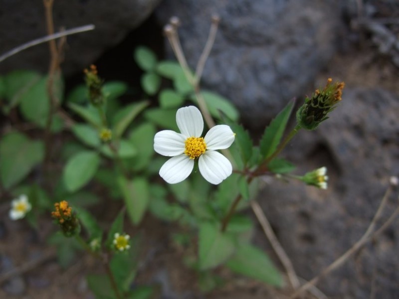 Bidens pilosa, Tenerife, 14.03.08