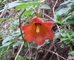 Canarina canariensis, Tenerife, 10.3.08